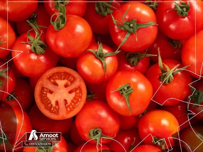 بررسی شرایط صادرات گوجه فرنگی